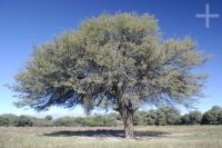 A carob tree, Calchaquí valley, Salta, Argentina