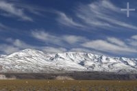 Vicuñas (Lama vicugna) on the Altiplano of the province of Catamarca, winter, Argentina