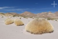 Gramins on the Andean Altiplano (Puna), Argentina