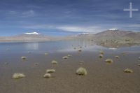 Lagoon on the Altiplano (Puna) of the province of Jujuy, Argentina