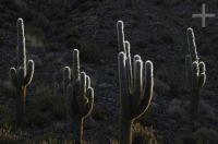 Cactus del género Trichocereus, Altiplano (Puna) andino, Argentina