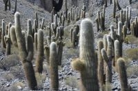 Cactus del género Trichocereus, Altiplano andino, Argentina