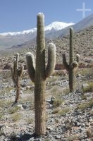 Cactus en el alto valle Calchaquí, provincia de Salta, Argentina