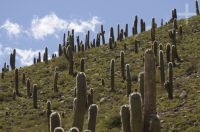 Cactus del género Trichocereus, en el valle Calchaquí, provincia de Salta, Argentina