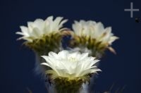 Flor de cactus del género Trichocereus, en el Altiplano andino, Argentina