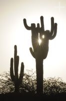 Cacti, Cafayate, Salta, Argentina