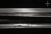 Flamingoes, late afternoon, Laguna Grande, Catamarca, Argentina