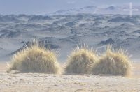 Gramíneas llamadas de 'cortaderas', Catamarca, Argentina