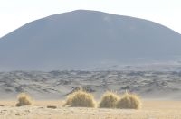 Gramíneas llamadas de 'cortaderas', atrás un 'joven' volcán, Catamarca, Argentina