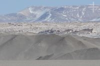 The pumice rock field of El Peñón, on the Altiplano (Puna) of Catamarca, Argentina