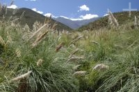 Gramíneas, en el alto valle Calchaquí, provincia de Salta, Argentina