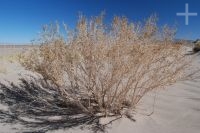 Arbusto de rica rica (Acantholippia punensis), en el Altiplano andino, Argentina