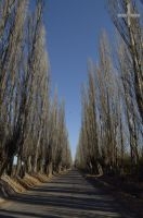 Road lined with trees, Mendoza, Argentina