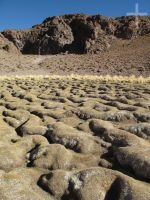 Una 'vega' (agua, pasto), cerca de Antofagasta de la Sierra, provincia de Catamarca, Argentina