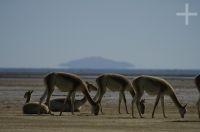 Vicuñas (Lama vicugna), on the "Laguna de Pozuelos", province of Jujuy, on the Andean Altiplano, Argentina