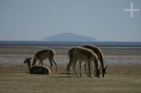 Vicuñas (Lama vicugna), on the "Laguna de Pozuelos", province of Jujuy, on the Andean Altiplano, Argentina