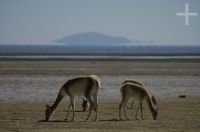 Vicuñas (Lama vicugna), on the "Laguna de Pozuelos", province of Jujuy, on the Andean Altiplano, Argentina