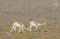 Vicuñas (Lama vicugna), Catamarca, Argentina