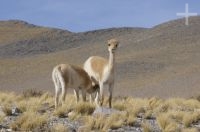 Vicuña (Vicugna vicugna) breastfeeding, Andean Altiplano, Argentina