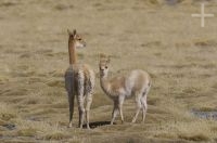 Vicuña (Vicugna vicugna) breastfeeding, Andean Altiplano, Argentina