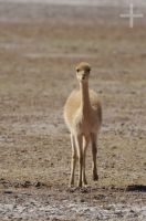 Vicuña, young, (Vicugna vicugna), Andean Altiplano, Argentina