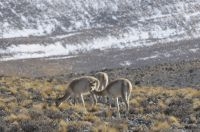 Vicuñas (Lama vicugna), Catamarca, Argentina