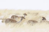 Vicuñas (Vicugna vicugna) in the snow, "Quebrada del Agua", near the Socompa pass and volcano, province of Salta, Argentina