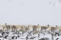 Vicuñas (Vicugna vicugna) in the snow, "Quebrada del Agua", near the Socompa pass and volcano, province of Salta, Argentina