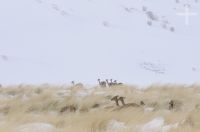 Vicuñas (Vicugna vicugna) in the snow, "Quebrada del Agua", near the Socompa pass and volcano, province of Salta, Argentina