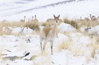 Vicuñas (Vicugna vicugna) en la nieve, Quebrada del Agua, cerca del paso y volcán Socompa, provincia de Salta, Argentina