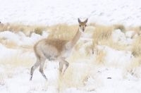 Vicuñas (Vicugna vicugna) en la nieve, Quebrada del Agua, cerca del paso y volcán Socompa, provincia de Salta, Argentina