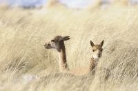 Vicuñas (Vicugna vicugna) en la vega, Quebrada del Agua, cerca del paso y volcán Socompa, provincia de Salta, Argentina