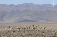 Vicuñas (Vicugna vicugna), Altiplano andino, Argentina