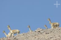 Vicuñas (Vicugna vicugna), cerca del paso y volcán Socompa (limite Argentina-Chile), provincia de Salta, Argentina