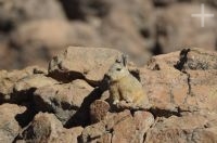 Vizcacha (Lagidium viscacia) en el Altiplano (Puna) de la provincia de Jujuy, Argentina