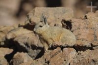 Vizcacha (Lagidium viscacia) en el Altiplano (Puna) de la provincia de Jujuy, Argentina