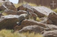 Vizcacha (Lagidium viscacia) cerca de la Abra El Acay, provincia de Salta, Argentina