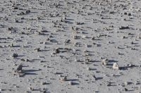 Bombas volcánicas, cerca de la ciudad de Susques, provincia de Jujuy, Argentina