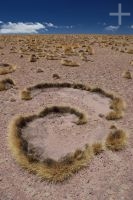 Gramínea moldeada por el viento intenso del Altiplano andino, Argentina