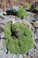 Una yareta (Azorella compacta), planta tipica del Altiplano andino, Argentina