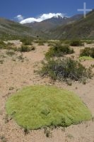 Una yareta (Azorella compacta) en el Altiplano, provincia de Salta, Argentina