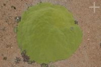 Una yareta (Azorella compacta) en el Altiplano, provincia de Salta, Argentina