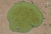 Una yareta (Azorella compacta) en el Altiplano, provincia de Salta, Argentina