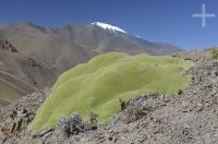 A 'yareta' (Azorella compacta), typical plant of the Andean Altiplano, Argentina