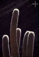 Cactus, Trichocereus genus, Andean Altiplano (high plateau), Andes Cordillera, Argentina