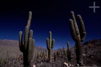 Cacti of the Trichocereus genus, Tilcara, Jujuy, Argentina, the Andes Cordillera