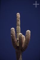 Trichocereus genus cactus, on the Andean Altiplano (high plateau), the Andes Cordillera