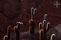 Cacti of the Trichocereus genus, Argentina, Andean Altiplano (Puna, high plateau), the Andes Cordillera