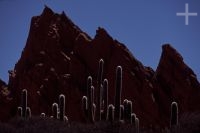 Cacti of the Trichocereus genus, Argentina, Andean Altiplano (Puna, high plateau), the Andes Cordillera