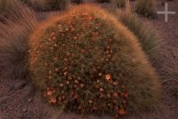 Cactus of the Trichocereus genus, in the Andean Altiplano (high plateau), the Andes Cordillera